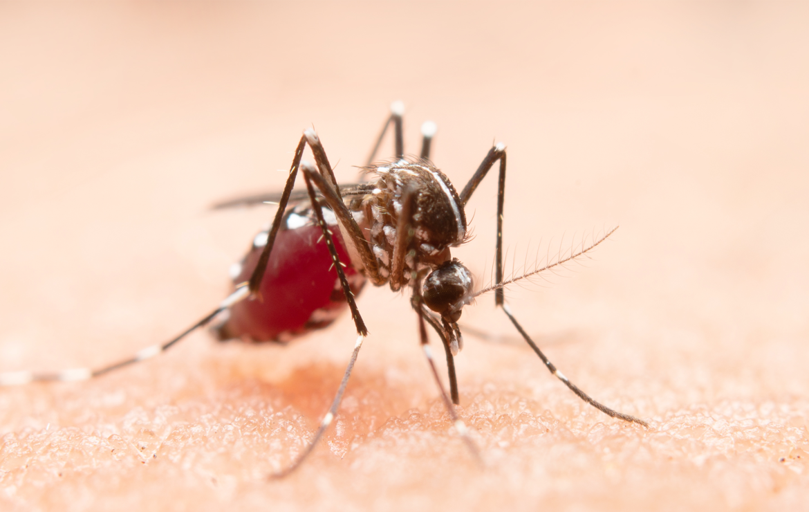 Dengue: como identificar a doença