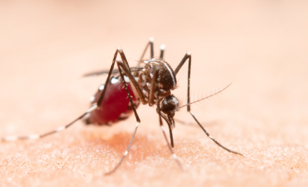 Dengue: como identificar a doença